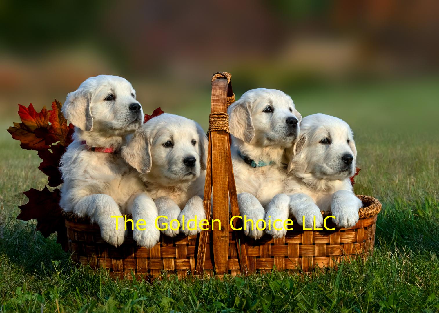 AKC Golden Retriever Puppies Wisconsin